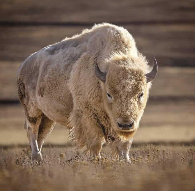 Bison blanc regardant l'objectif